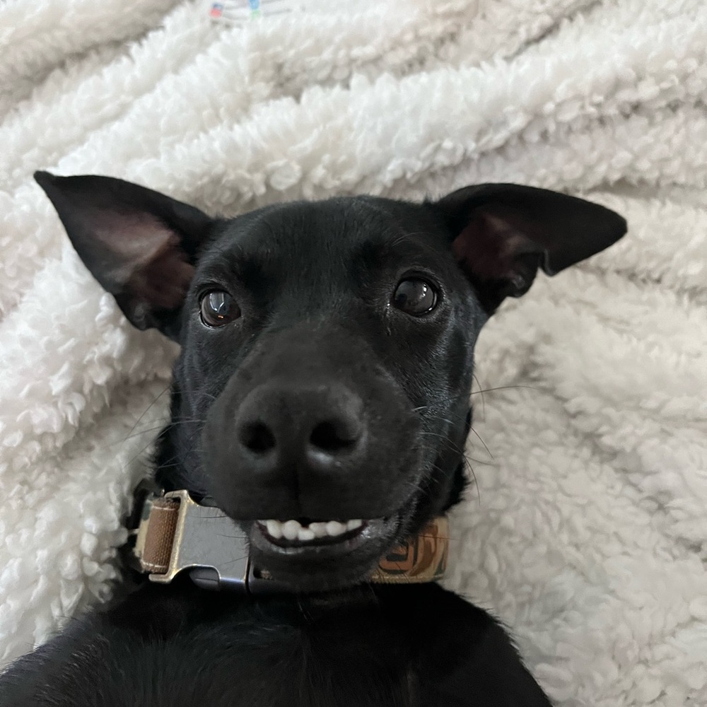 Meet your Posher, Barkbarkbark